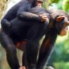 Mom And Baby Chimpanzee Paint By Numbers