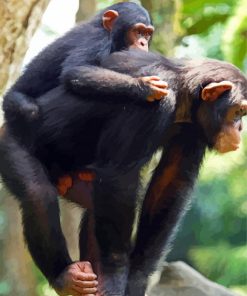 Mom And Baby Chimpanzee Paint By Numbers