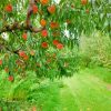 Peach Trees Paint By Numbers