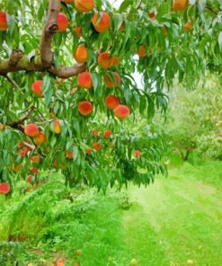 Peach Trees Paint By Numbers