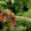 Pinecone In The Tree Paint By Numbers