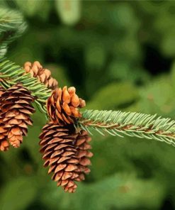 Pinecone In The Tree Paint By Numbers