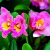 Pink Cattleya Flower Paint By Numbers