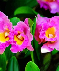 Pink Cattleya Flower Paint By Numbers