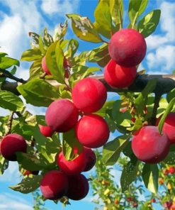 Plum Tree Paint By Numbers