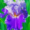 Purple Bearded Iris Paint By Numbers