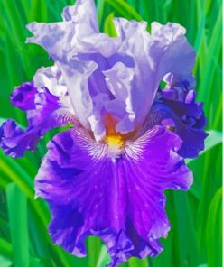 Purple Bearded Iris Paint By Numbers