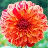 Red Orange Dahlia Paint By Numbers