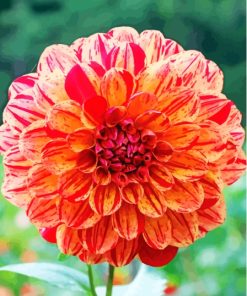 Red Orange Dahlia Paint By Numbers