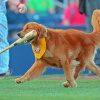 Rookie Dog Playing Baseball Paint By Numbers