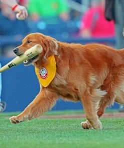 Rookie Dog Playing Baseball Paint By Numbers