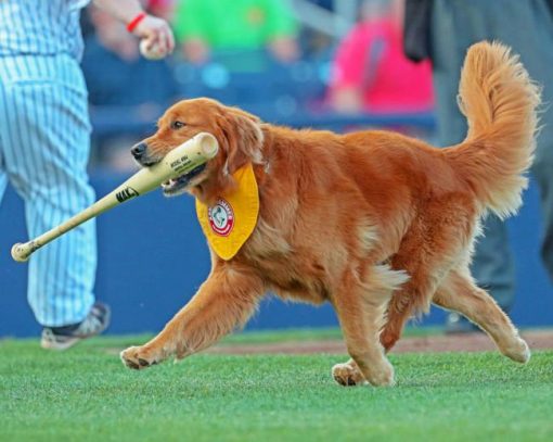 Rookie Dog Playing Baseball Paint By Numbers