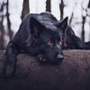 Sad Black German Shepherd Paint By Numbers