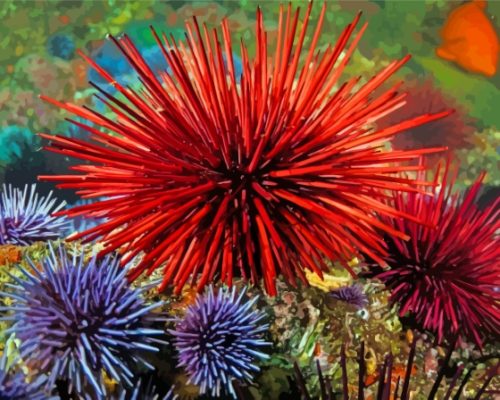 Sea Urchin Paint By Numbers