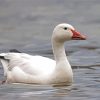 Snow Goose Paint By Numbers