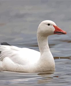 Snow Goose Paint By Numbers