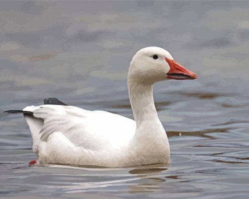 Snow Goose Paint By Numbers