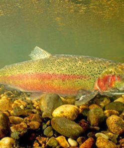 Steelhead Fish Underwater Paint By Numbers