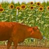 Sunflower Field Cow Paint By Numbers