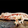 The Lilly White Crested Gecko Reptile Paint By Numbers