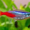 Tropical Tetra Fish Paint By Numbers