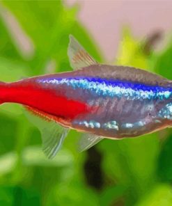 Tropical Tetra Fish Paint By Numbers