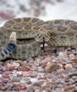 Viper Rattlesnake Paint By Numbers