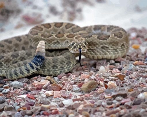 Viper Rattlesnake Paint By Numbers