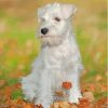 White Miniature Schnauzer Paint By Numbers