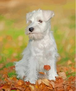 White Miniature Schnauzer Paint By Numbers