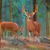 Wild Whitetail Buck And Doe Paint By Numbers