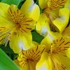 Yellow Alstroemeria Flowers Paint By Numbers