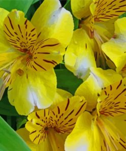 Yellow Alstroemeria Flowers Paint By Numbers