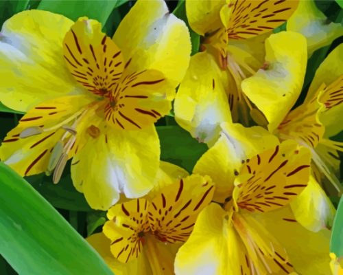 Yellow Alstroemeria Flowers Paint By Numbers