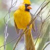 Yellow Cardinal Paint By Numbers