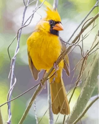 Yellow Cardinal Paint By Numbers