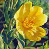 Yellow Primrose Art Paint By Numbers