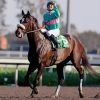 Zenyatta Famous Racehorse Paint By Numbers