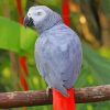 African Grey Parrot Paint By Numbers