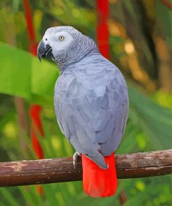 African Grey Parrot Paint By Numbers