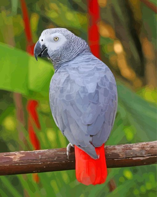 African Grey Parrot Paint By Numbers