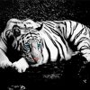 Aesthetic Black And White Tiger Animal Paint By Numbers