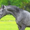 Aesthetic Dark Gray Horse Paint By Numbers