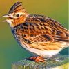 Aesthetic Eurasian Skylark Paint By Numbers