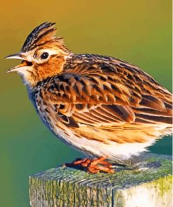 Aesthetic Eurasian Skylark Paint By Numbers