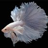 Aesthetic Gray Betta Fish Paint By Numbers