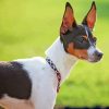 Aesthetic Rat Terrier Paint By Numbers