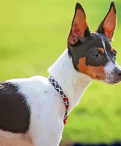 Aesthetic Rat Terrier Paint By Numbers