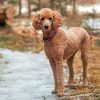 Aesthetic Standard Poodle Paint By Numbers