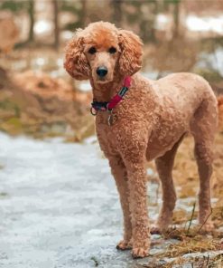 Aesthetic Standard Poodle Paint By Numbers